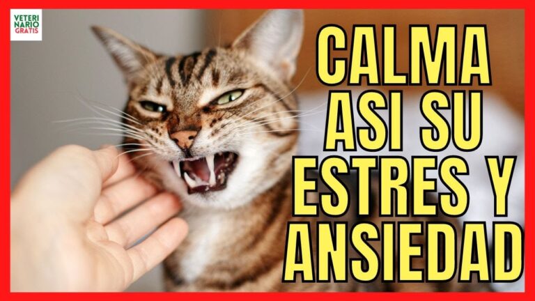 ataques de ansiedad en gatos