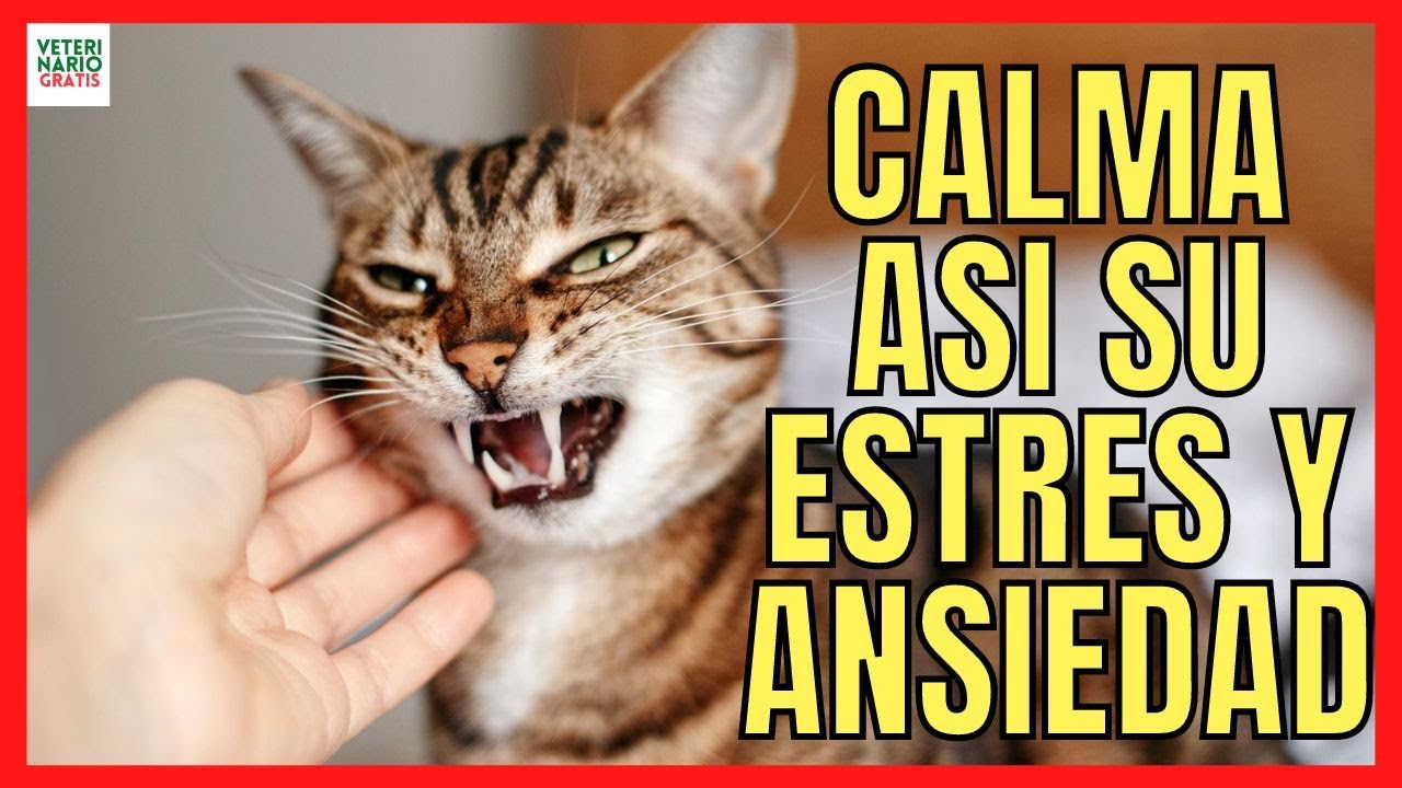ataques de ansiedad en gatos