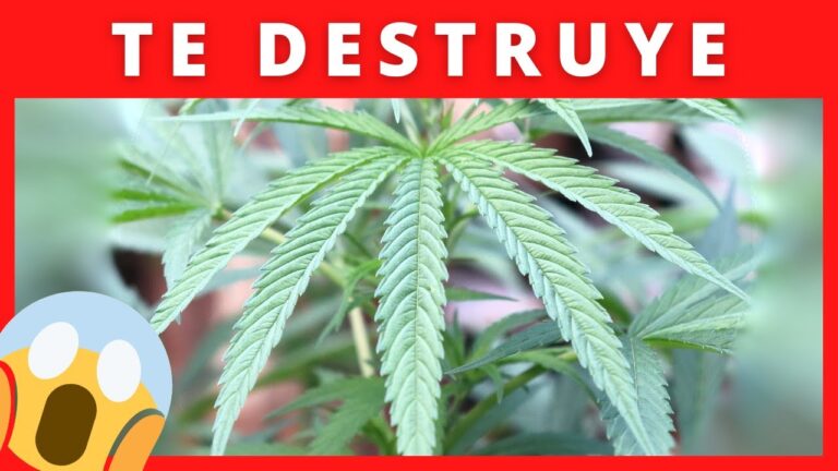 beneficios al dejar de fumar marihuana