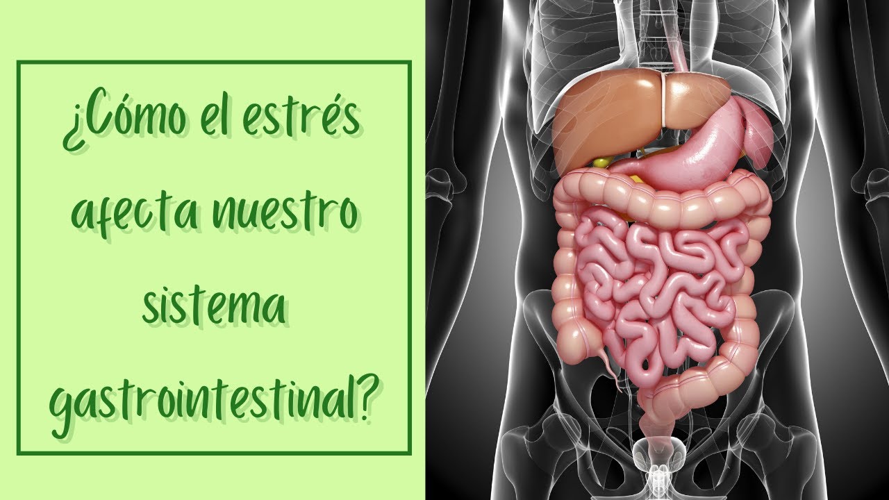 como influyen los nervios en el sistema digestivo