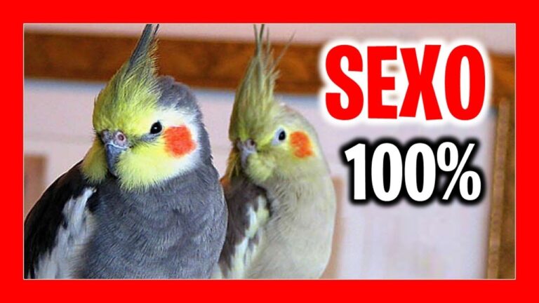 como saber si una ninfa esta embarazada