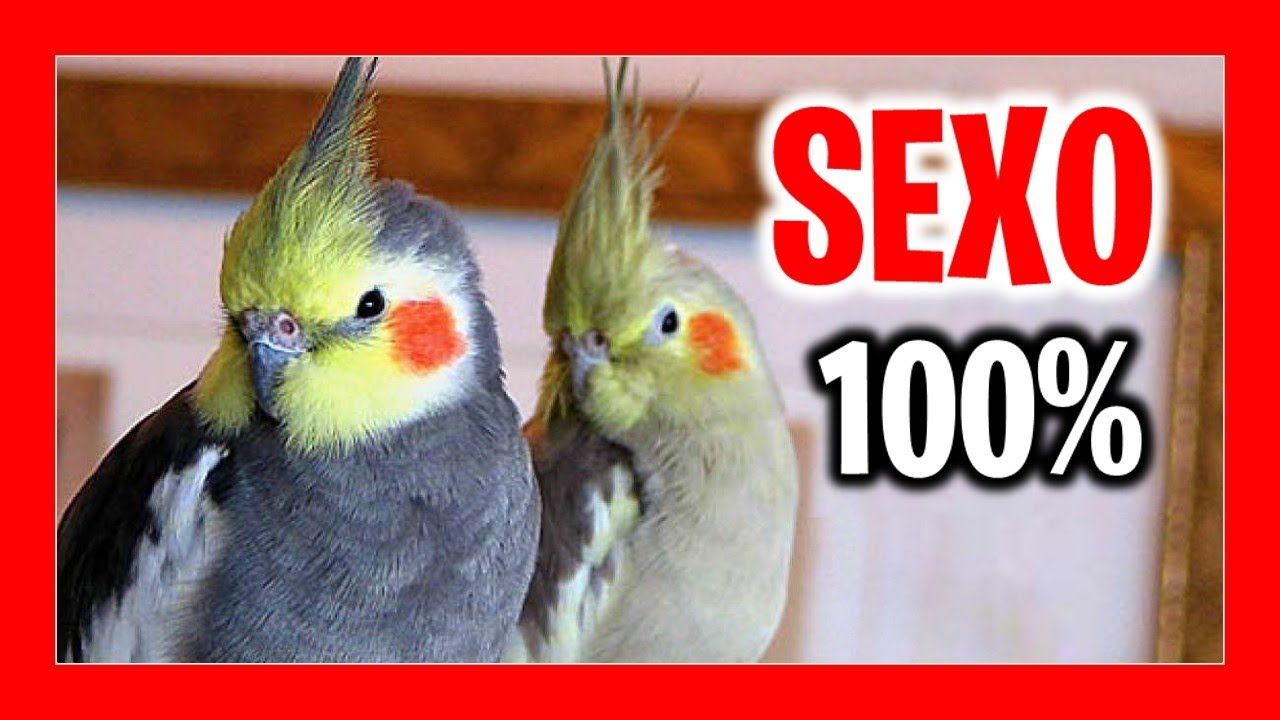 como saber si una ninfa esta embarazada