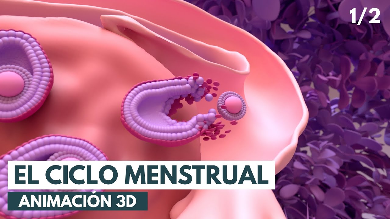 como se escribe mestruacion o menstruacion