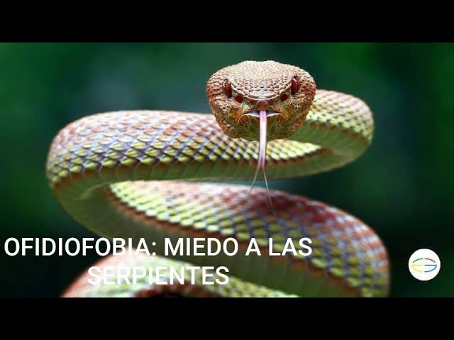 como superar el miedo a las serpientes
