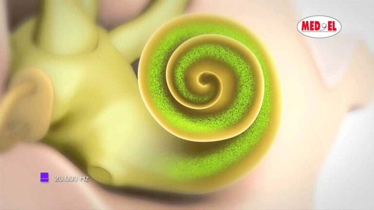 importancia del sentido de la audicion