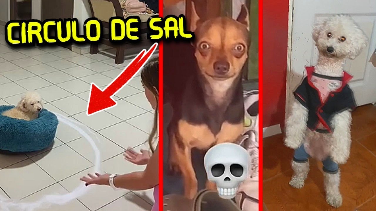 perros que dan mucho miedo