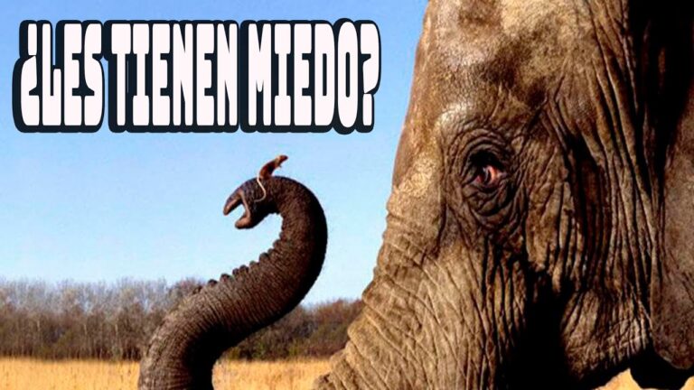 porque los elefantes le tienen miedo a los ratones