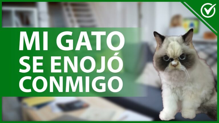 porque mi gato se enoja conmigo